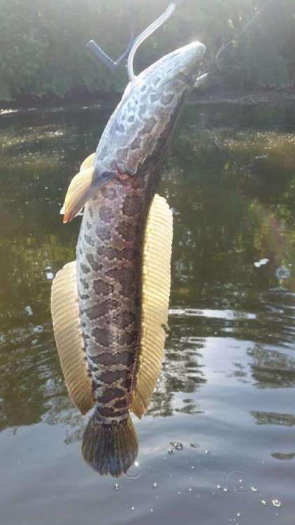 Rapp Snakehead.jpg
