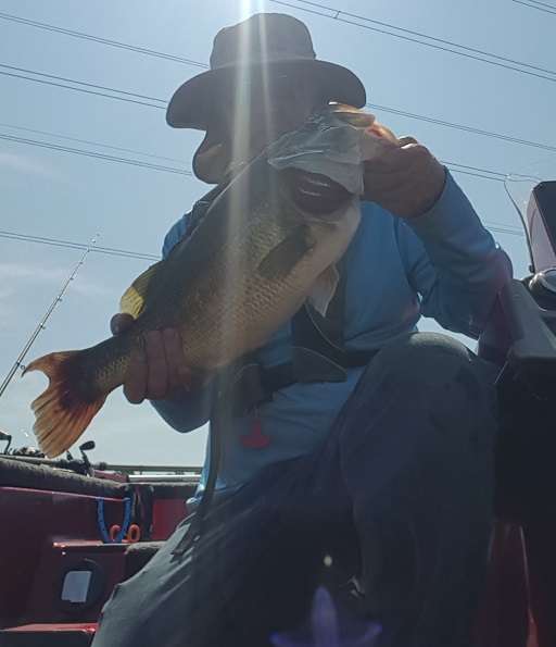 92575109_lacygne6_4.jpg.4eb5c482f46ffc9ccdd3718750f826a1.jpg