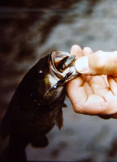 1553208196_CrayfishSMB.jpg.0e65909c82dc64d39e62d134b5d5032e.jpg