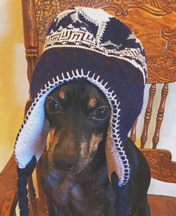 Dallasdog.JPG