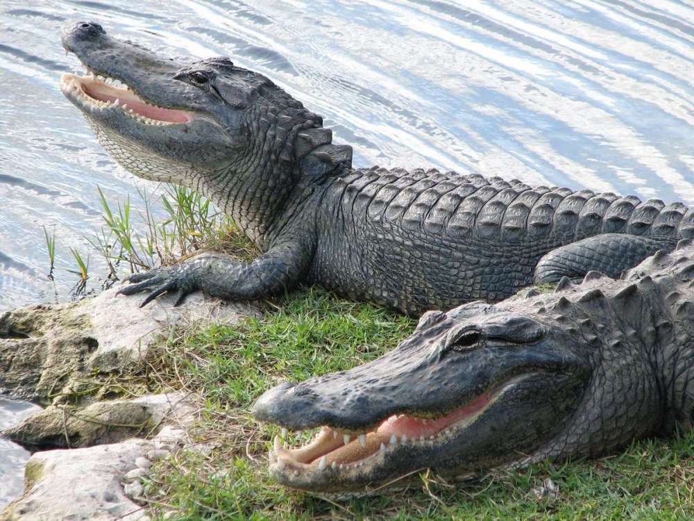 gators.jpg
