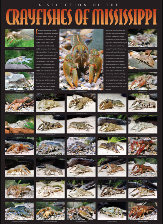 image.thumb.png.5fdebba3fc7d0854f117741c2404aa15.png