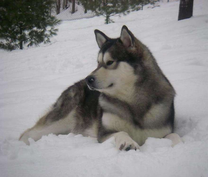 891446340_FenwayPawz2.thumb.jpg.156dbeb582e42af73634fa58f10a0f02.jpg