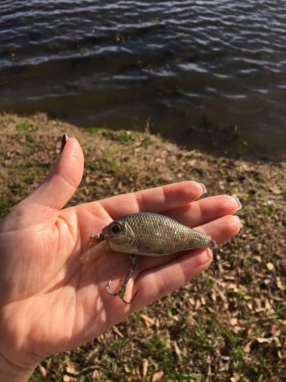 Lure 4.jpg