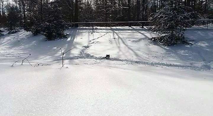 227667153_Snowdog.jpg.dfbe531b143a96eb716d852c0b3c722b.jpg