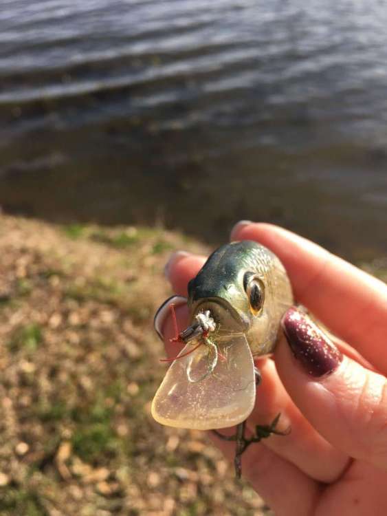 Lure 2.jpg