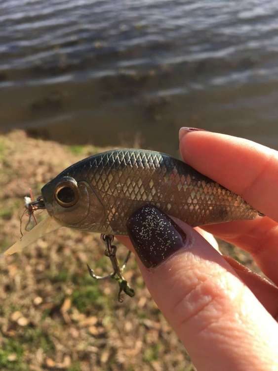 Lure 3.jpg