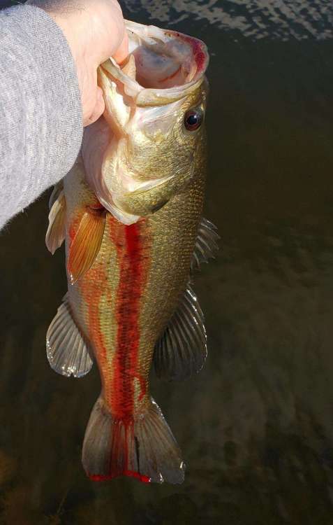 1876484181_firstfish2019.thumb.jpg.f7426cad2243d666114065399bdb763a.jpg