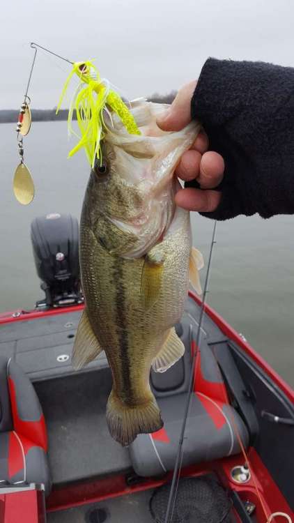 20190308_105445.thumb.jpg.b25c7add95ce9b4c886b198cc80f960a.jpg