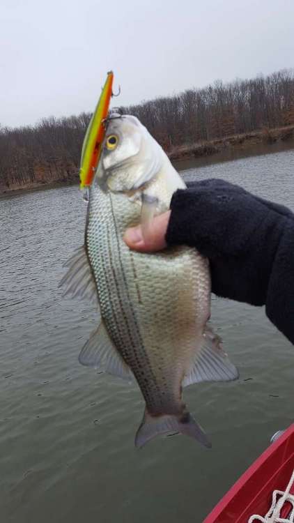 20190308_114925.thumb.jpg.56abab7379c21a56d7592fc16aad54ce.jpg