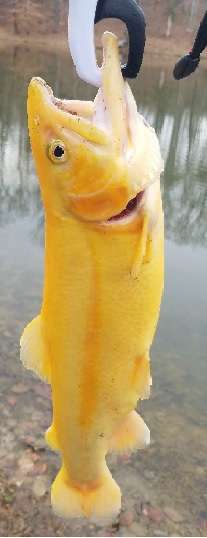 788575414_GoldenTrout.jpg.dfeeff0f33b553321577eabdf96c2022.jpg