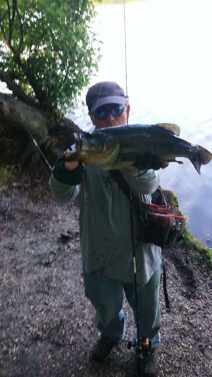 Bass99.jpg