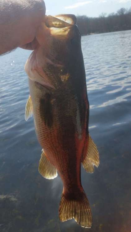 20incher190421.thumb.jpg.634c086c71a956eebfbe612a3a509272.jpg