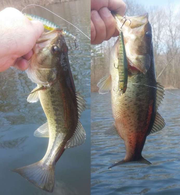 FirstBass2019.thumb.jpg.4380ca763fb9ccfb601b1006904f9943.jpg