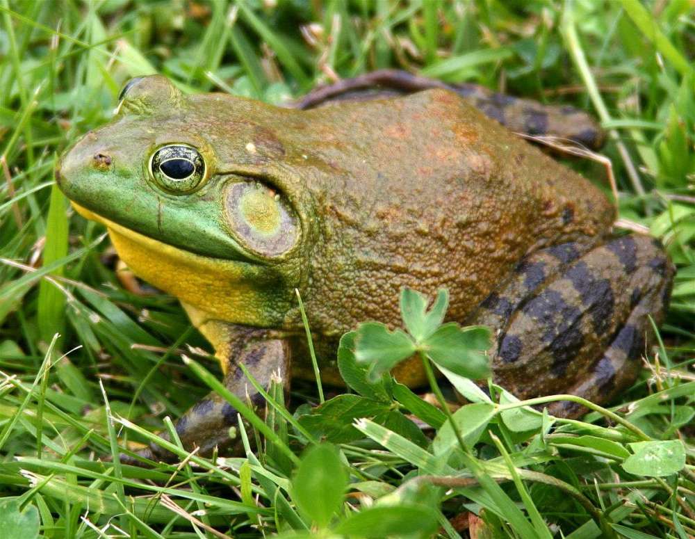 1200px-North-American-bullfrog1.jpg