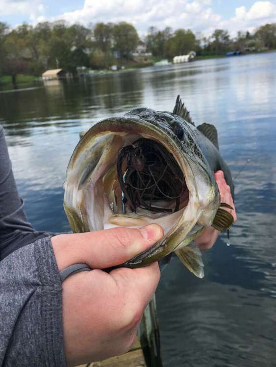 2019-opener-largie-3.jpg