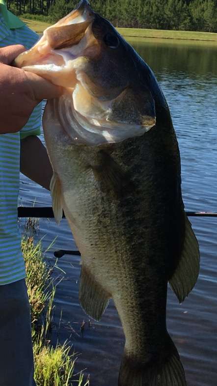 biggest bass in a pond? - General Bass Fishing Forum - Bass