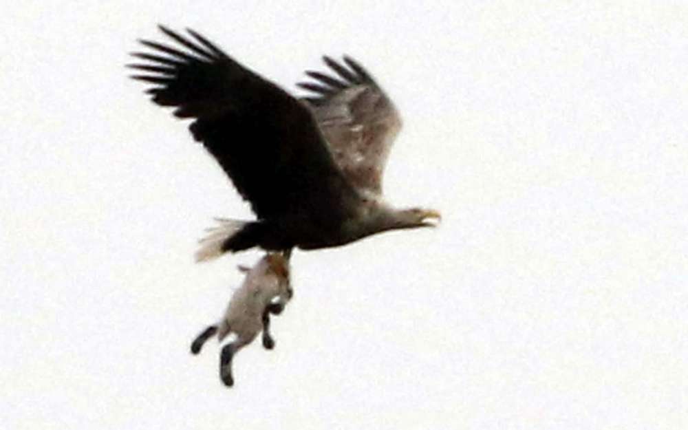 eagle.jpeg