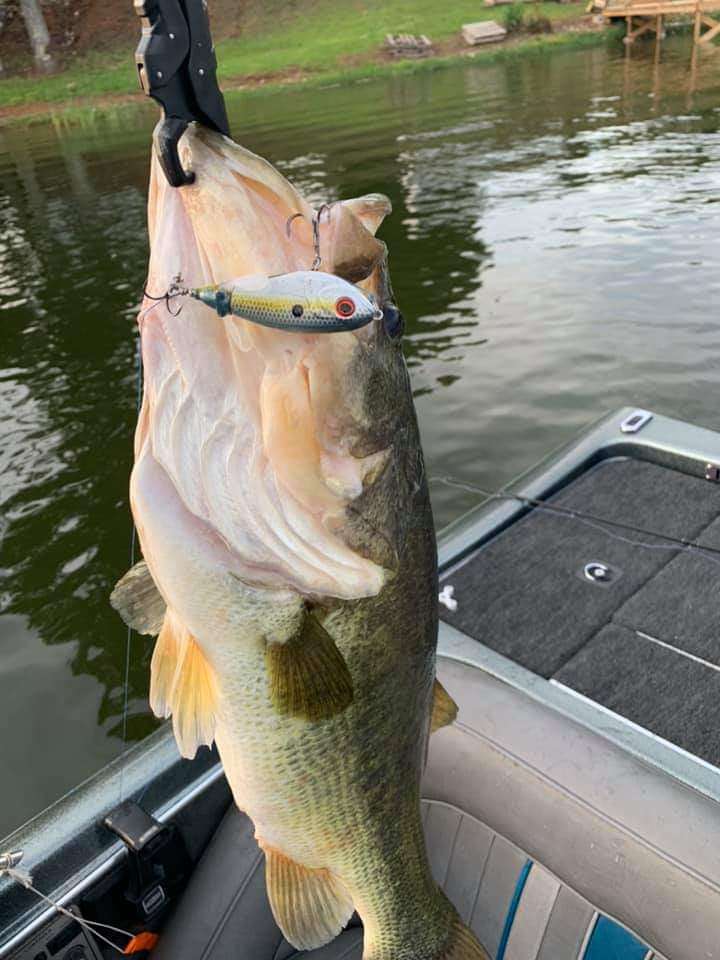 H2O Double Plopper, 10 pound fish, Chickamauga. - Fishing Tackle - Bass  Fishing Forums