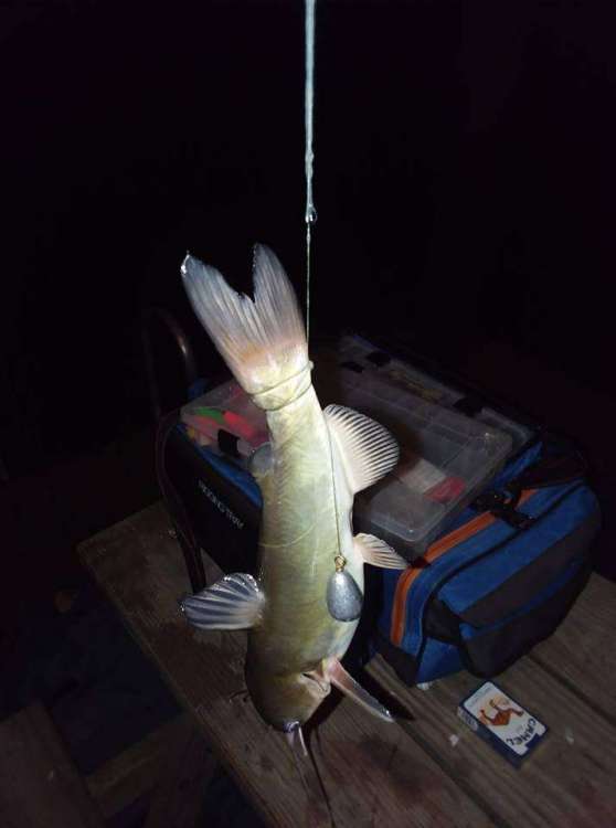 LassoedCatfish.jpg