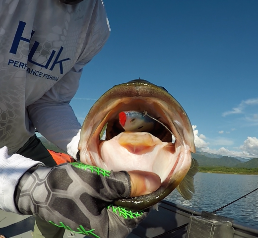 1702367296_SwimbaitGonecroppedBR.png.a08474d5ea66eca04357eb571ab54649.png