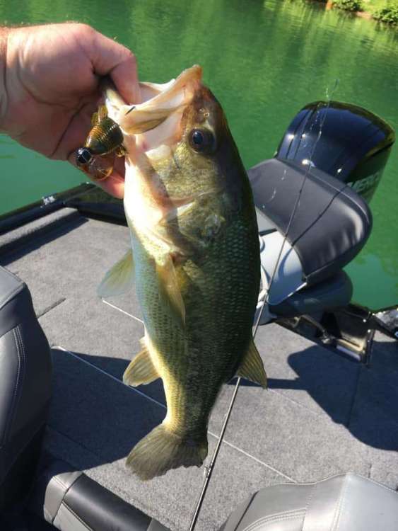 1862066309_CH1Bass.thumb.jpg.4d32852ddbcfb7497af6f182d0fd146b.jpg