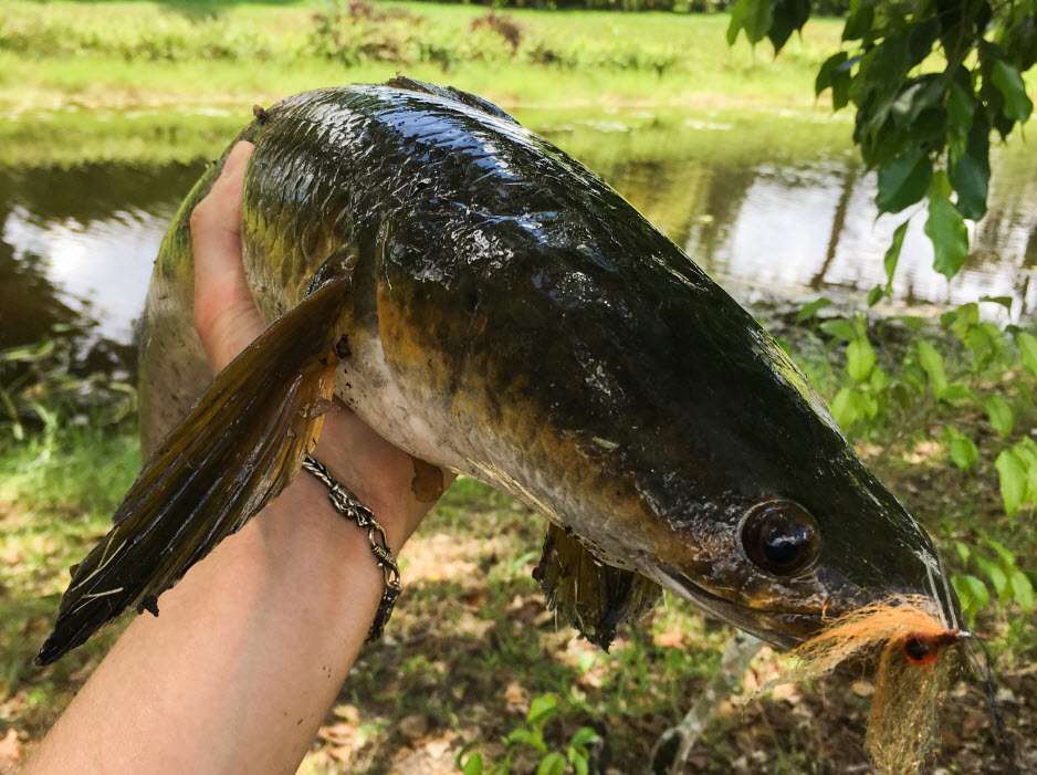 Ultimate Guide To Fishing For Snakehead