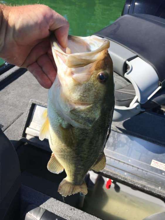 80622530_CH2Bass.thumb.jpg.759bcabeea88989ca0c3457c1d622365.jpg