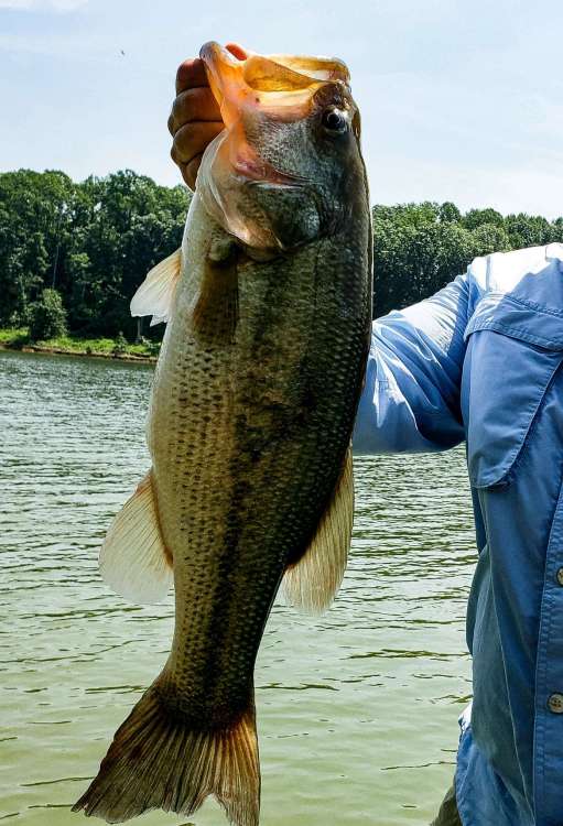 Fish1.jpg