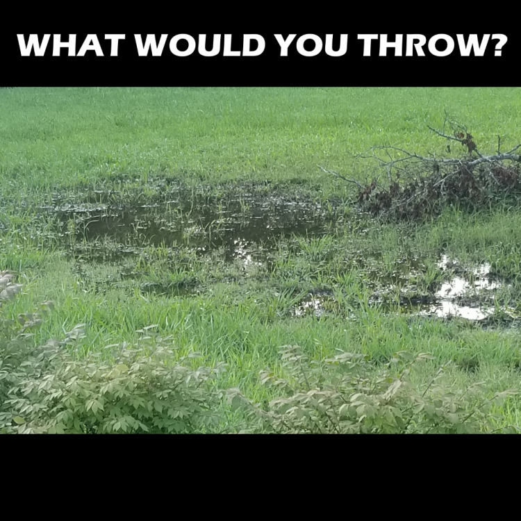 what would you throw.png