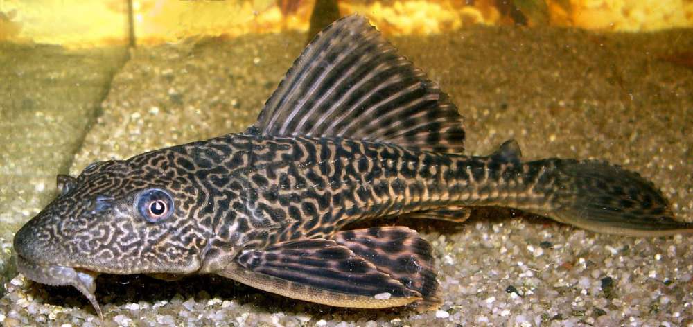 Liposarcus_multiradiatus_01_ssj_20050321.thumb.jpg.6185ccd83040ca8d97d428dae542acce.jpg