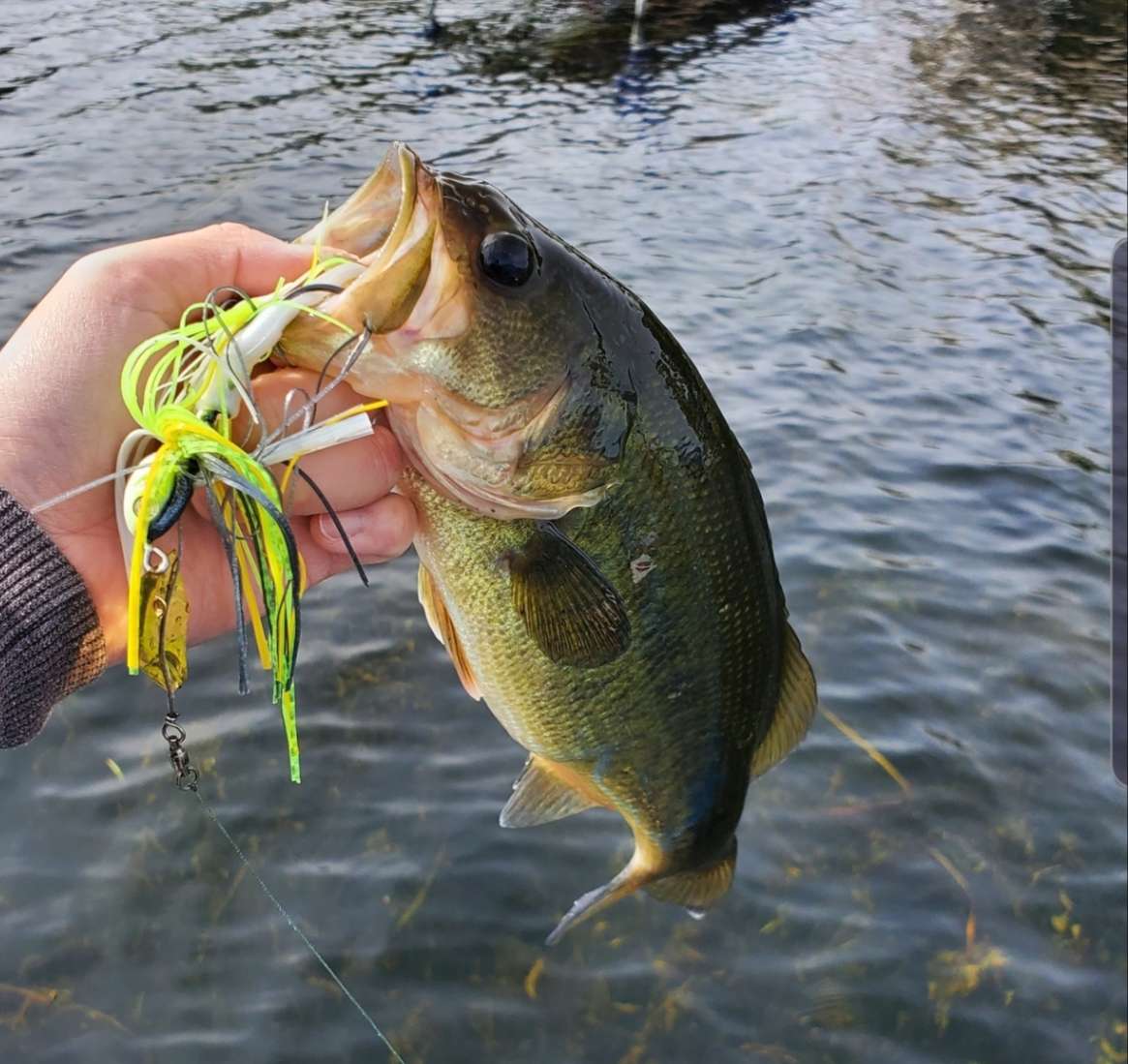 What does a Chatterbait do that a Spinnerbait can't do better