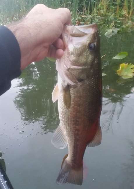 2019SeptemberBass16in.jpg.0a8358d0f5e50f7ff55848d6480369f7.jpg