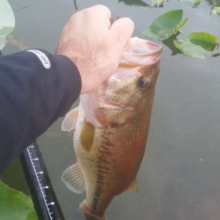 2019SeptemberBass18in.jpg.26e50f3aa07011e37267fefbb56d49c8.jpg