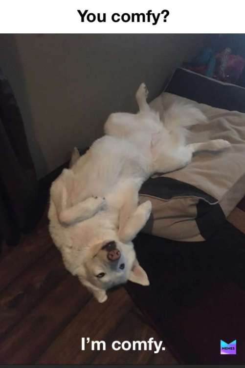 4F0B9845-B8BE-4C10-9B14-7D582F667761.thumb.jpeg.b3068cfb1a800ce0e8a27d56befef9a4.jpeg