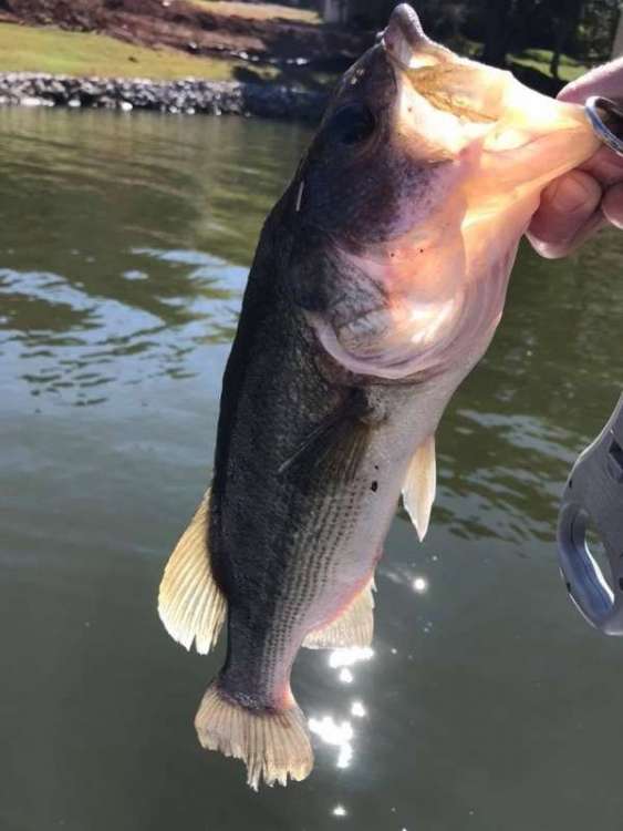 plasticinfishbelly.jpg