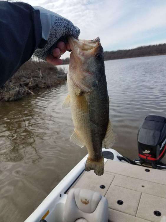 arbuckle 1-19-20 fish.jpg