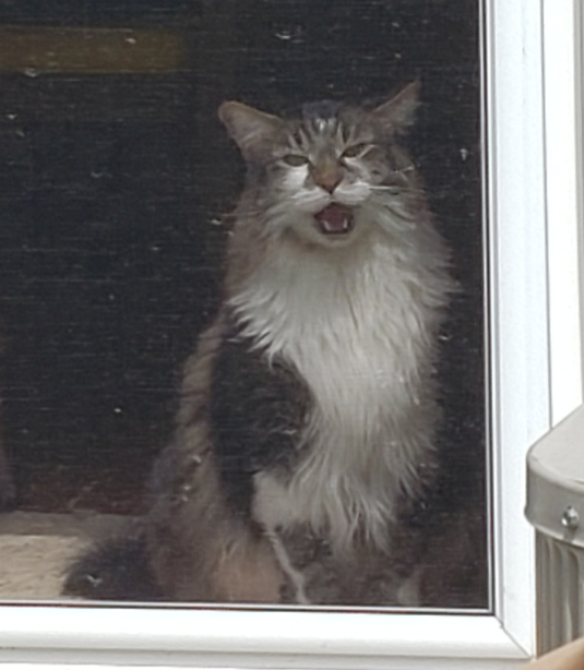 cat.PNG.ca43b55a237ad2fb7ad091f221e5d60c.PNG