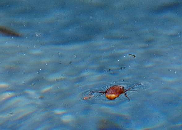 june-bug-closeup.jpg.53c3d7ae277f3ba779cfa68e8a4c92c9.jpg