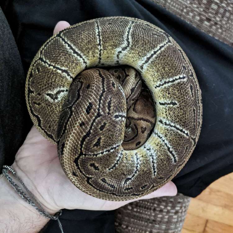 penelope.jpg