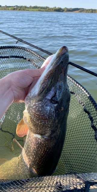 Any other musky/pike nuts here? - Other Fish Species - Bass Fishing Forums