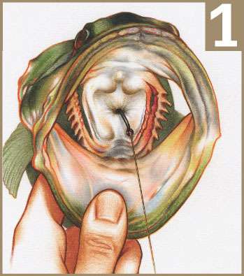 IFM2806_HookRemoval1.jpg