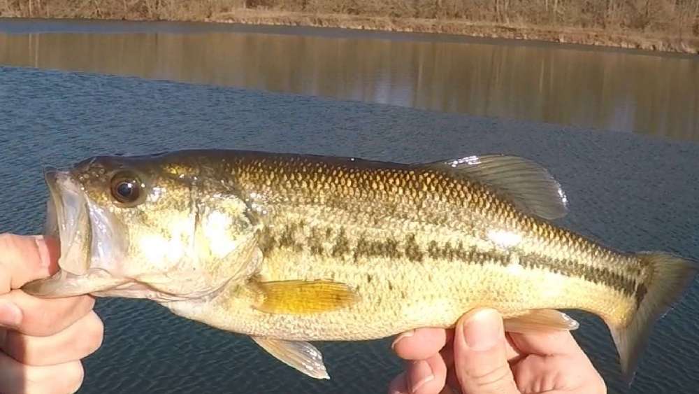 fish.thumb.jpg.8ff32012d901acbf62c1e23cd08ba887.jpg