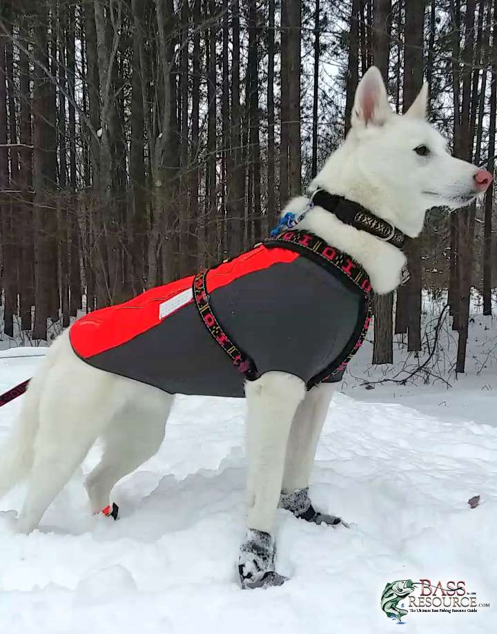 large.1437971431_BreeZotheSnowDog....jpg.fd7c702226023fc8eba32f64b3f4bce9.jpg