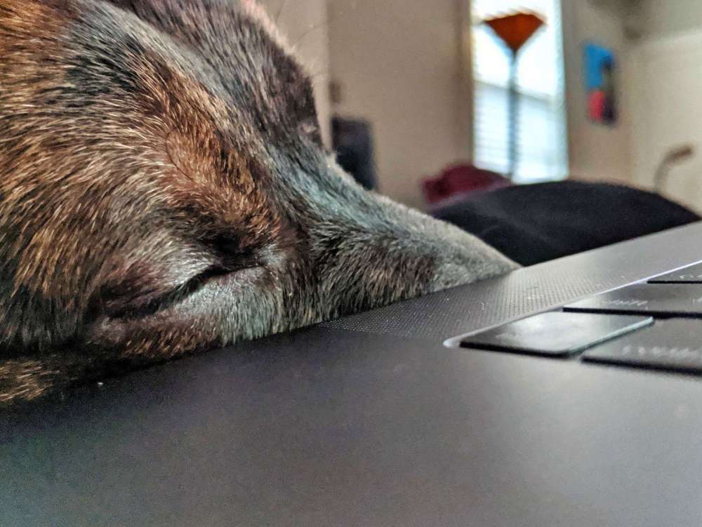 sleepy-roger.jpg