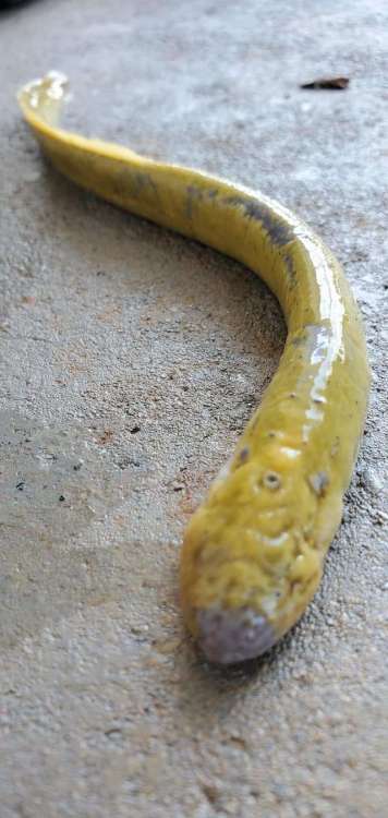 yellowlamprey1.jpg