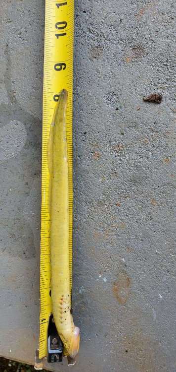 yellowlamprey2.jpg