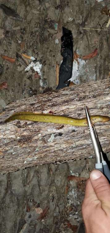 yellowlamprey3.jpg