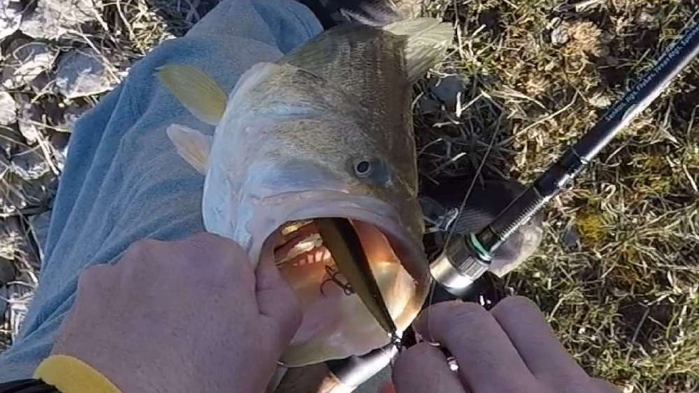 2.thumb.jpg.f1f6c1c09e90b09c522160f1128c2ce6.jpg