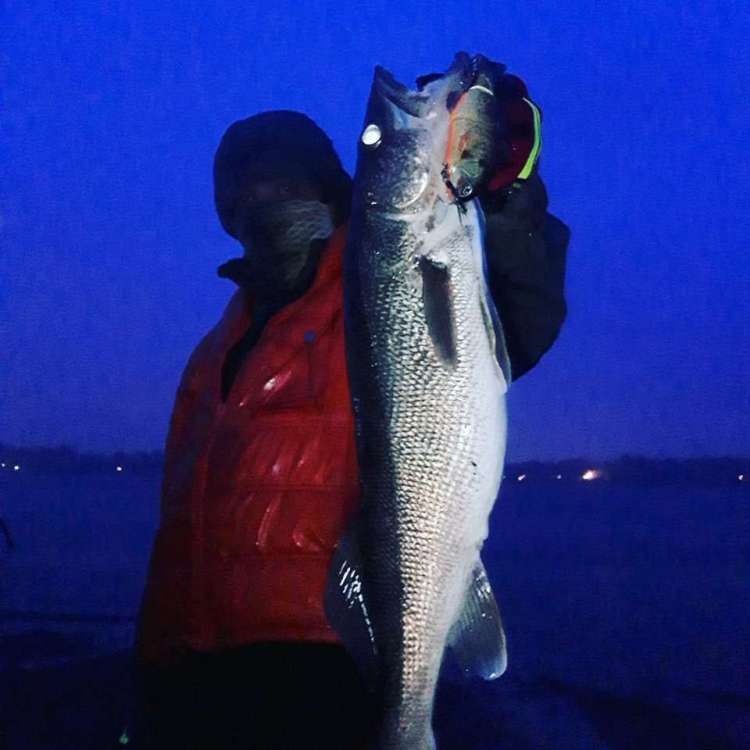 ramone walleye.jpg